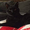 black_cat, cat, feline, pet, animal, indoors, living_room, couch, blanket, red_blanket, white_blanket, lying_down, lounging, relaxed, alert, green_eyes, fur, whiskers, portrait, home