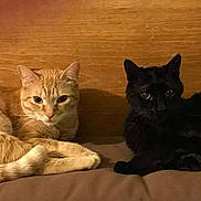 Slipper is registered to the contest to win money with this photo: cat, cats, kitten, orange_tabby, black_cat, feline, pet, animal, two_animals, lying_down, resting, indoors, couch, wooden_background, brown, fur, whiskers, pointed_ears, portrait, cozy