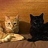 cat, cats, kitten, orange_tabby, black_cat, feline, pet, animal, two_animals, lying_down, resting, indoors, couch, wooden_background, brown, fur, whiskers, pointed_ears, portrait, cozy