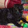 black_cat, cat, pet, feline, green_eyes, lying_down, bed, quilt, colorful_bedding, toy, plush_toy, ball, indoor, home, whiskers, fur, relaxed, portrait, playful, animal