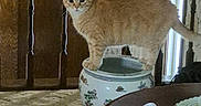 Tigger joined the competition — help win amazing prizes! cat, ginger_cat, animal, pet, standing, indoors, living_room, wood_paneling, ceramic_container, decorated_container, lamp, doorway, window, carpet, coffee_table, ashtray, furniture, home, portrait, curious