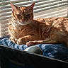 Tigger joined the competition — help win amazing prizes! cat, orange_tabby, feline, pet, animal, lying_down, relaxed, sunlight, window, blinds, blue_blanket, indoors, home, portrait, whiskers, ears, paws, striped_fur, dramatic_lighting, cozy