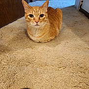Tigger is registered to the contest to win money with this photo: cat, orange_tabby, ginger_cat, feline, pet, animal, loaf_position, sitting, front_view, staring, whiskers, ears, striped_fur, indoor, carpet, home, hallway, wooden_door, furniture, photography