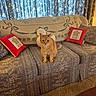 Tigger joined the competition — help win amazing prizes! cat, ginger_cat, pet, animal, sitting, sofa, couch, pillows, living_room, indoors, curtains, floral_pattern, upholstery, home_decor, portrait, front_facing, warm_lighting, carpet, furniture, cozy