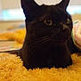 black_cat, cat, feline, pet, animal, whiskers, fur, closeup, indoor, cozy, blanket, yellow_blanket, soft_texture, relaxed, cute, portrait, domestic_animal, sleepy, comfort, resting