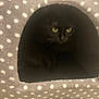 black_cat, cat, polka_dot, cat_cave, cozy, pet, animal, yellow_eyes, tongue, dark, indoor, feline, cute, peeking, soft_texture, spot_pattern, hidden, resting, mystery, fur