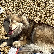 Urus participe au concours pour gagner de l'argent avec cette photo : animal, brown_fur, canine, daytime, dog, fluffy, fur, happy, lying_down, nature, outdoor, pet, playful, relaxing, rocky_surface, summer, sunny, tongue_out, towel, white_fur