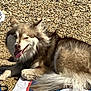 animal, brown_fur, canine, daytime, dog, fluffy, fur, happy, lying_down, nature, outdoor, pet, playful, relaxing, rocky_surface, summer, sunny, tongue_out, towel, white_fur