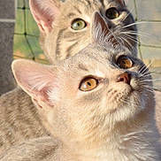 Hawaï Et Smoke participe au concours pour gagner de l'argent avec cette photo : abyssinian, angora, animal, cat, kitten, manx, pet, siamese