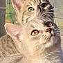 abyssinian, angora, animal, cat, kitten, manx, pet, siamese