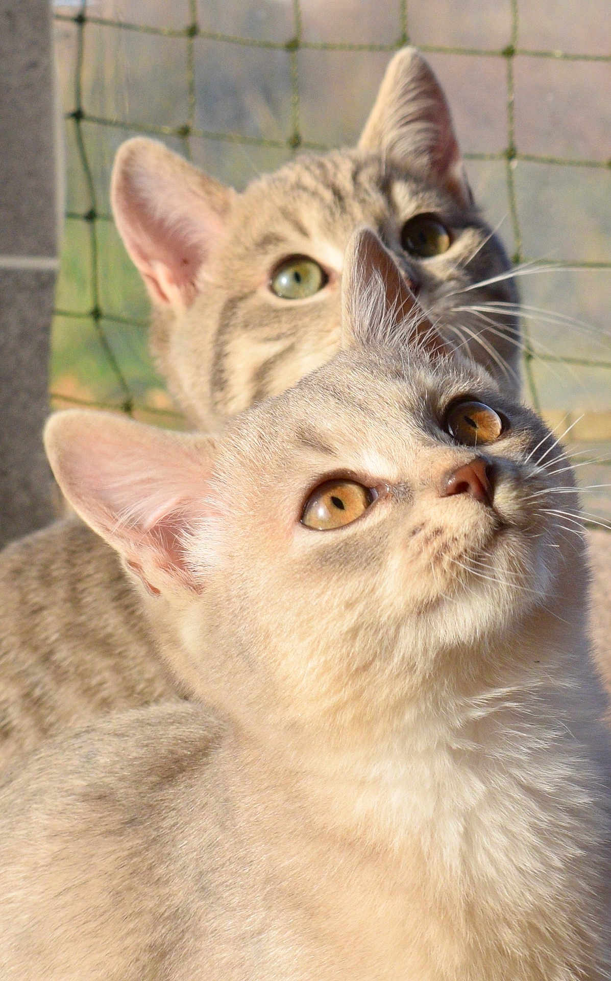 Hawaï Et Smoke participe au concours pour gagner de l'argent avec cette photo : abyssinian, angora, animal, cat, kitten, manx, pet, siamese