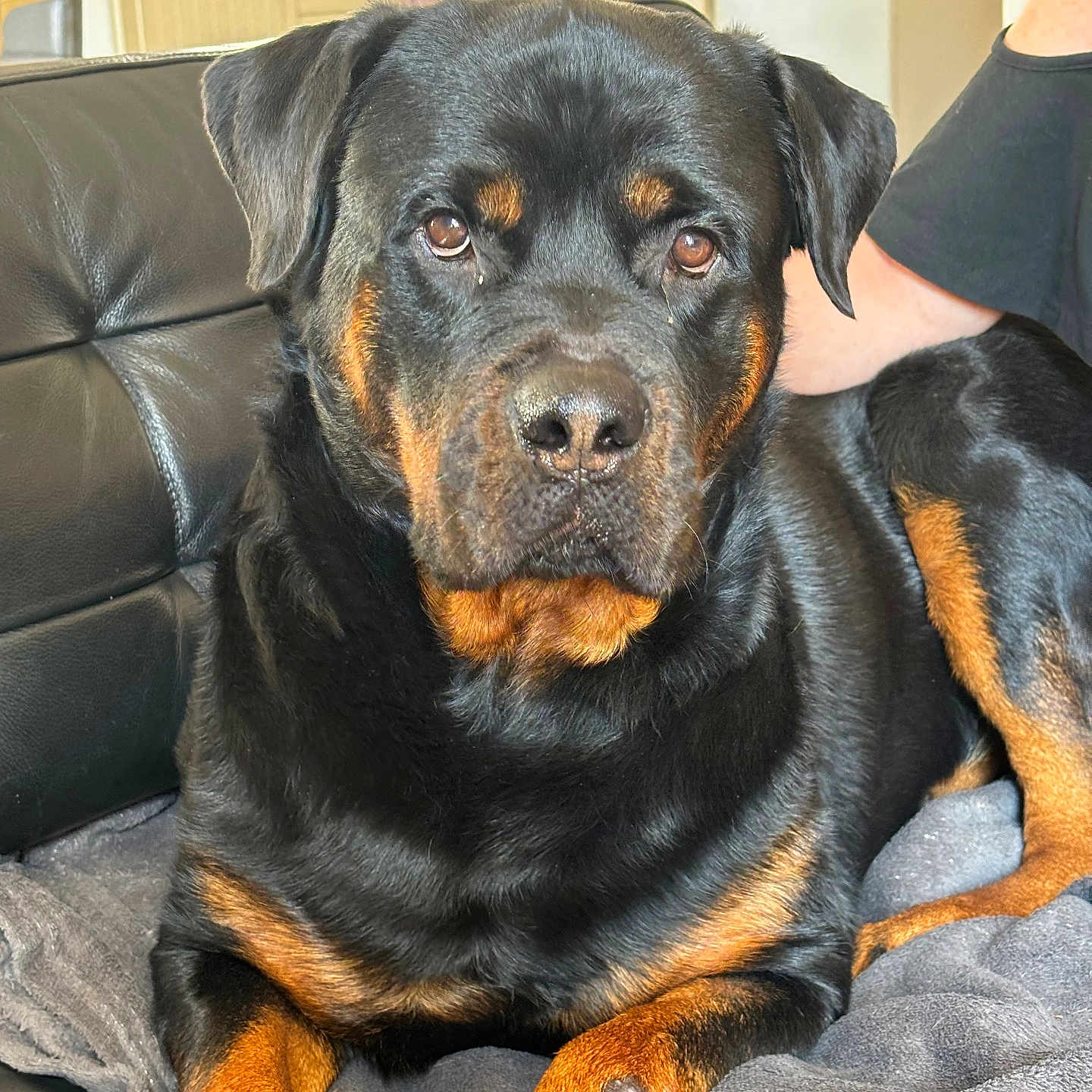 Bubu participe au concours pour gagner de l'argent avec cette photo : animal, blanket, boxer, bulldog, canine, couch, cushion, doctor, dog, furniture, homedecor, hound, labradorretriever, person, pet, pitbull, policedog, puppy, sleeping, snout