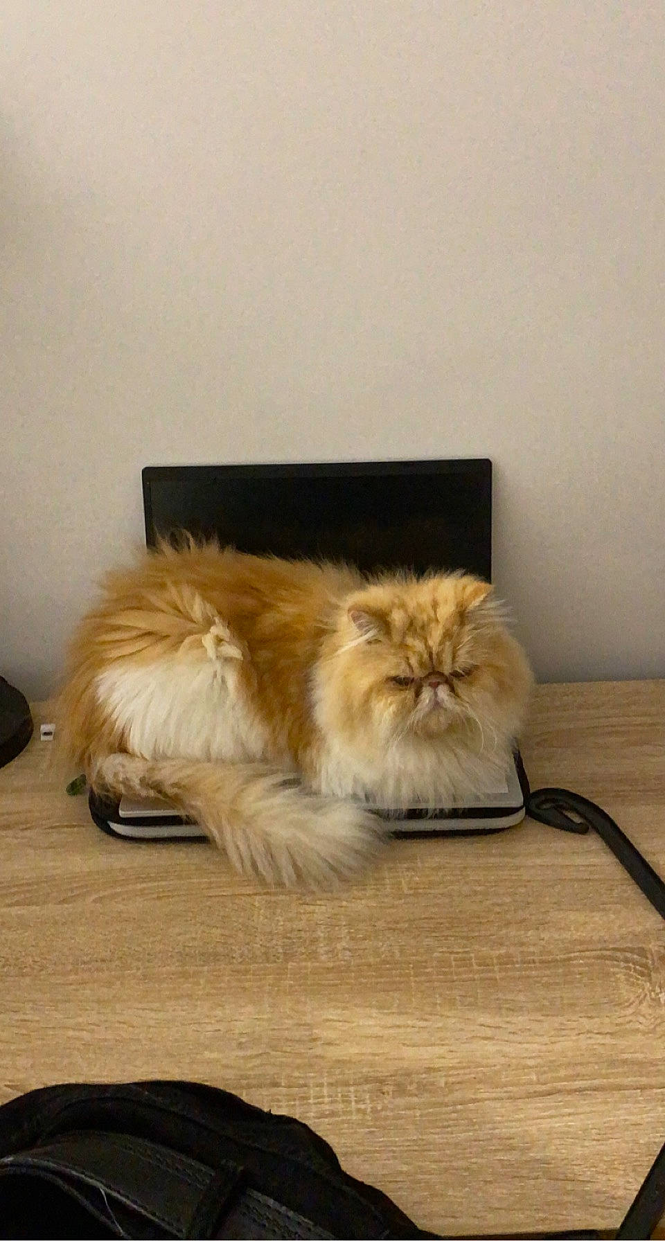 Mindy participe au concours pour gagner de l'argent avec cette photo : box, british_longhair, carnivore, cat, claw, comfort, companion_dog, fawn, felidae, flooring, fur, hair, hardwood, paw, small_to_medium_sized_cats, snout, tail, terrestrial_animal, whiskers, wood