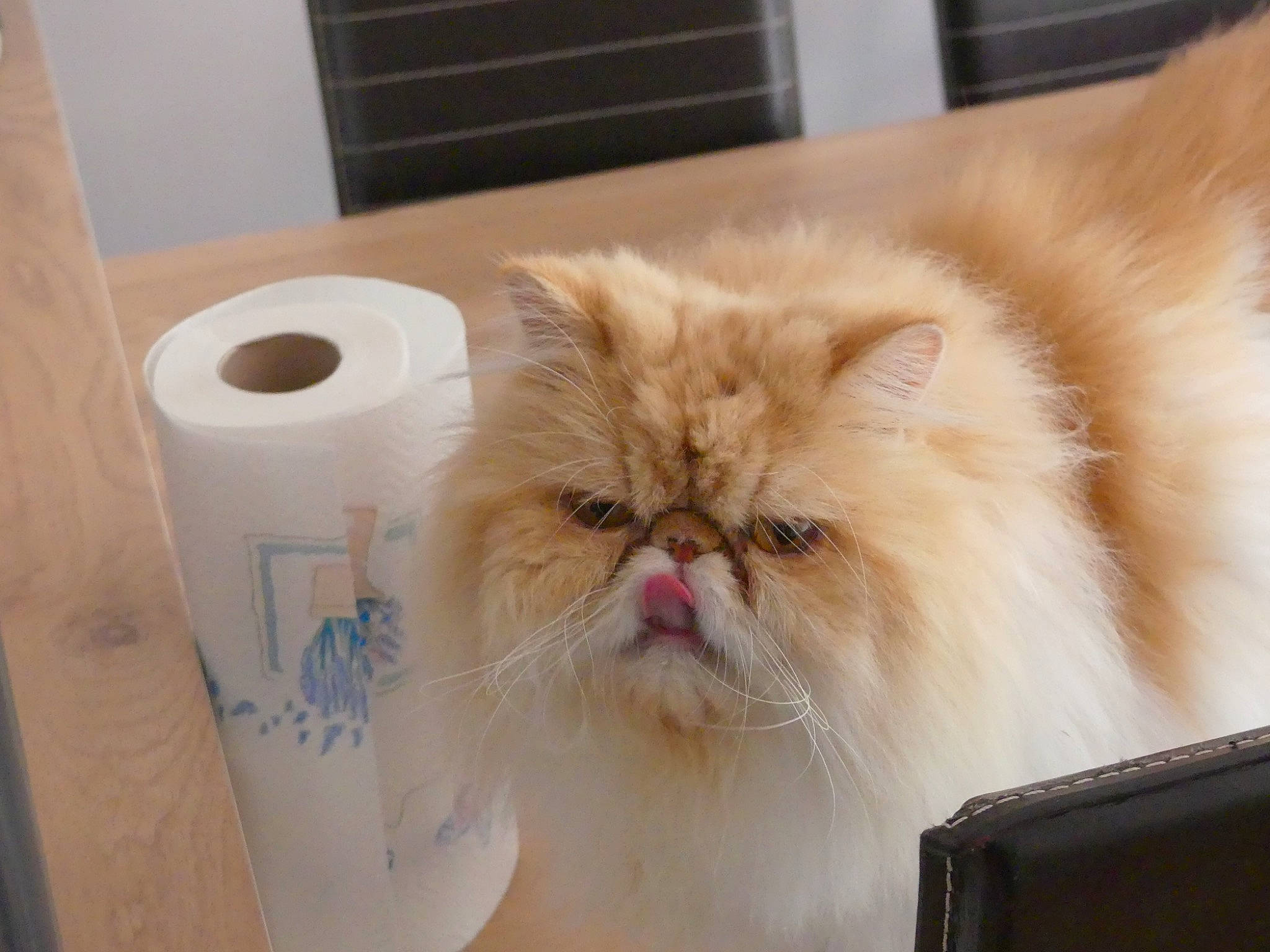 Mindy participe au concours pour gagner de l'argent avec cette photo : box, british_longhair, carnivore, cat, fawn, felidae, fur, hardwood, household_supply, packaging_and_labeling, packing_materials, paper_towel, persian, small_to_medium_sized_cats, snout, terrestrial_animal, tissue_paper, toilet_paper, whiskers, wood