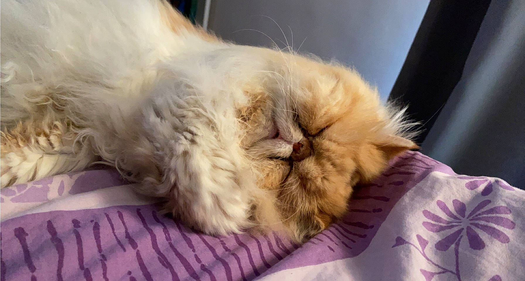 Mindy a rejoint le concours — aidez-le/la à gagner de superbes lots ! carnivore, cat, claw, close_up, comfort, companion_dog, dog_breed, fawn, felidae, fur, nap, paw, ragdoll, sleep, small_to_medium_sized_cats, snout, terrestrial_animal, whiskers