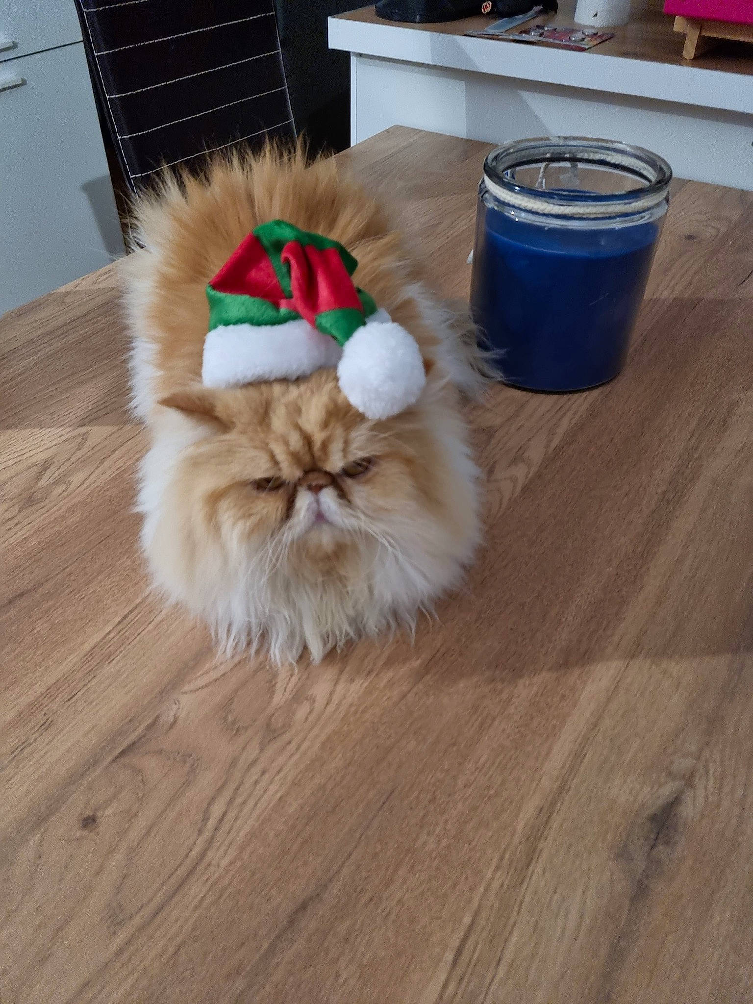 Mindy a rejoint le concours — aidez-le/la à gagner de superbes lots ! carnivore, companion_dog, dog_breed, dog_supply, fawn, felidae, floor, flooring, german_spitz, hardwood, laminate_flooring, snout, spitz, tail, toy_dog, varnish, whiskers, wood, wood_flooring, wood_stain