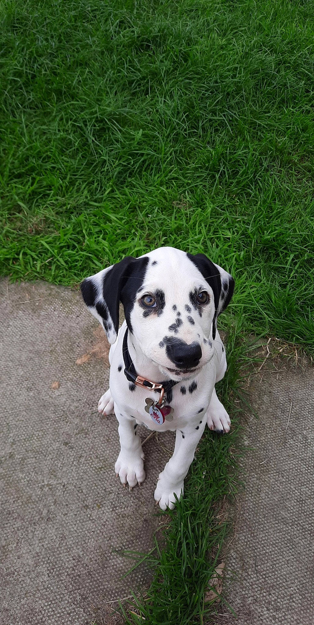 Domino is registered to the contest to win money with this photo: canidae, carnivore, collar, companion_dog, dog, dog_breed, dog_collar, dog_supply, fawn, grass, leash, non_sporting_group, pet_supply, snout, sporting_group, terrestrial_animal, working_animal