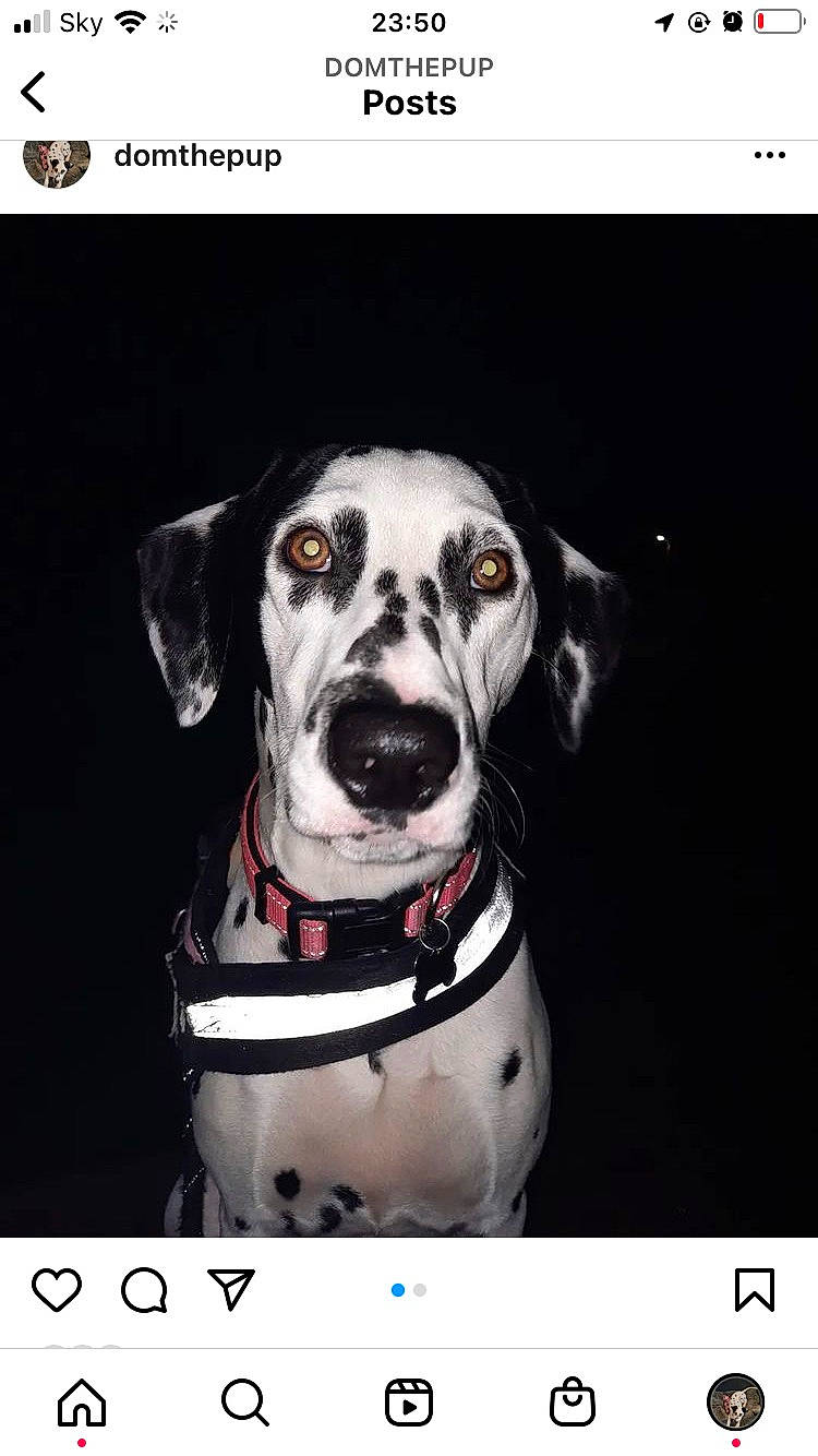 Domino joined the competition — help win amazing prizes! canidae, carnivore, collar, companion_dog, dog, dog_breed, dog_collar, dog_supply, fashion_accessory, font, leash, pet_supply, photo_caption, rectangle, snapshot, sporting_group, still_life_photography, stock_photography, whiskers, working_animal