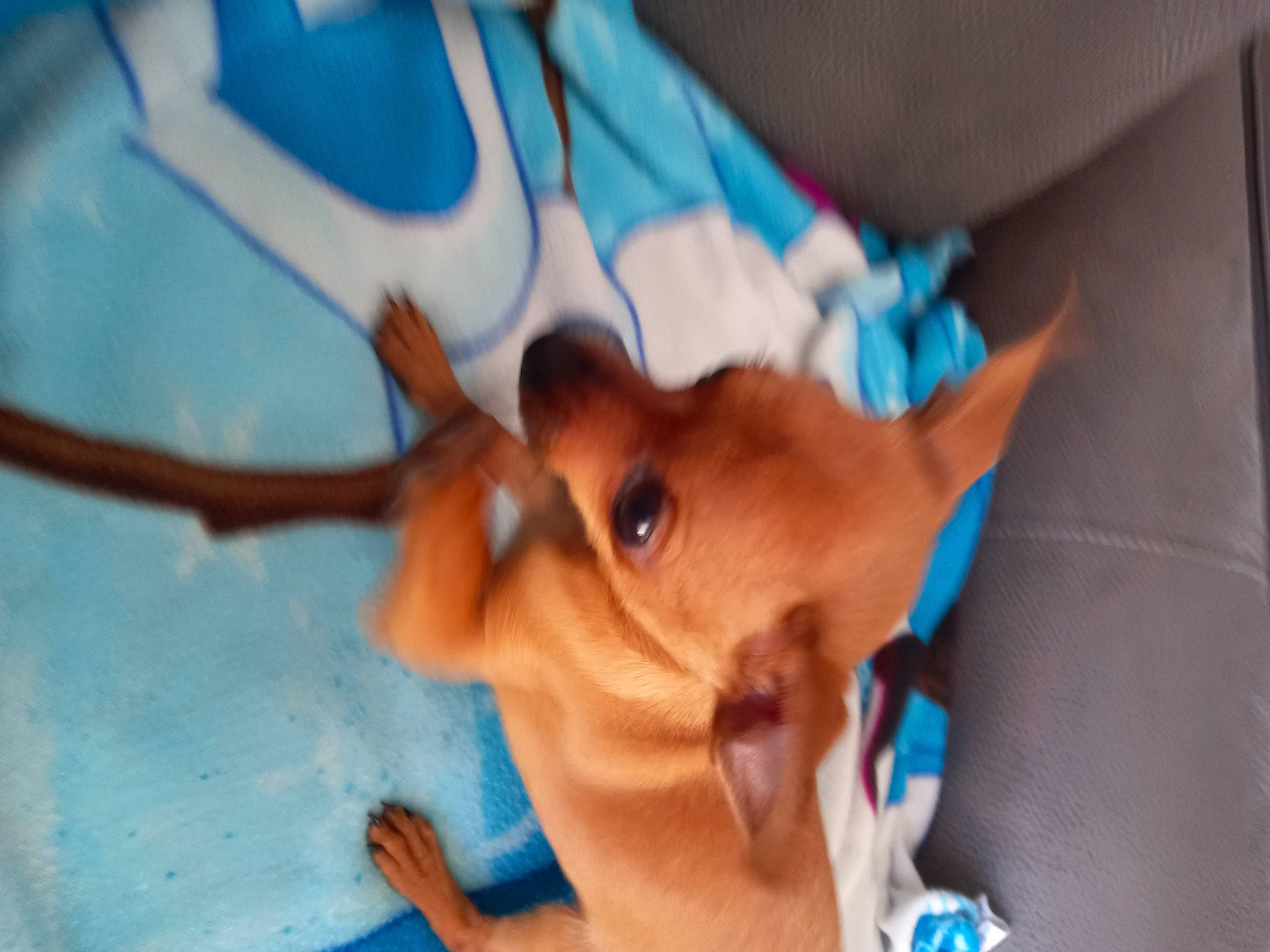 Luna participe au concours pour gagner de l'argent avec cette photo : antler, canidae, carnivore, companion_dog, deer, dog, dog_breed, ear, electric_blue, eyelash, fawn, gesture, horn, snout, sporting_group, tail, terrestrial_animal, toy_dog, whiskers, working_animal