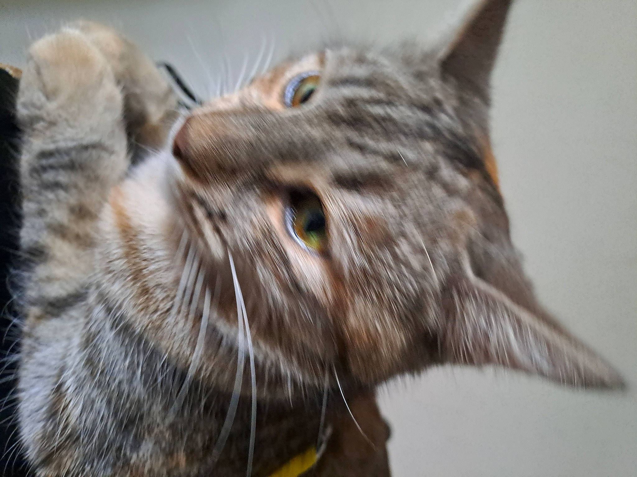 Nalla participe au concours pour gagner de l'argent avec cette photo : bobcat, carnivore, cat, claw, domestic_short_haired_cat, felidae, fur, head, lynx, norwegian_forest_cat, paw, small_to_medium_sized_cats, snout, tail, terrestrial_animal, tree, whiskers, wildlife