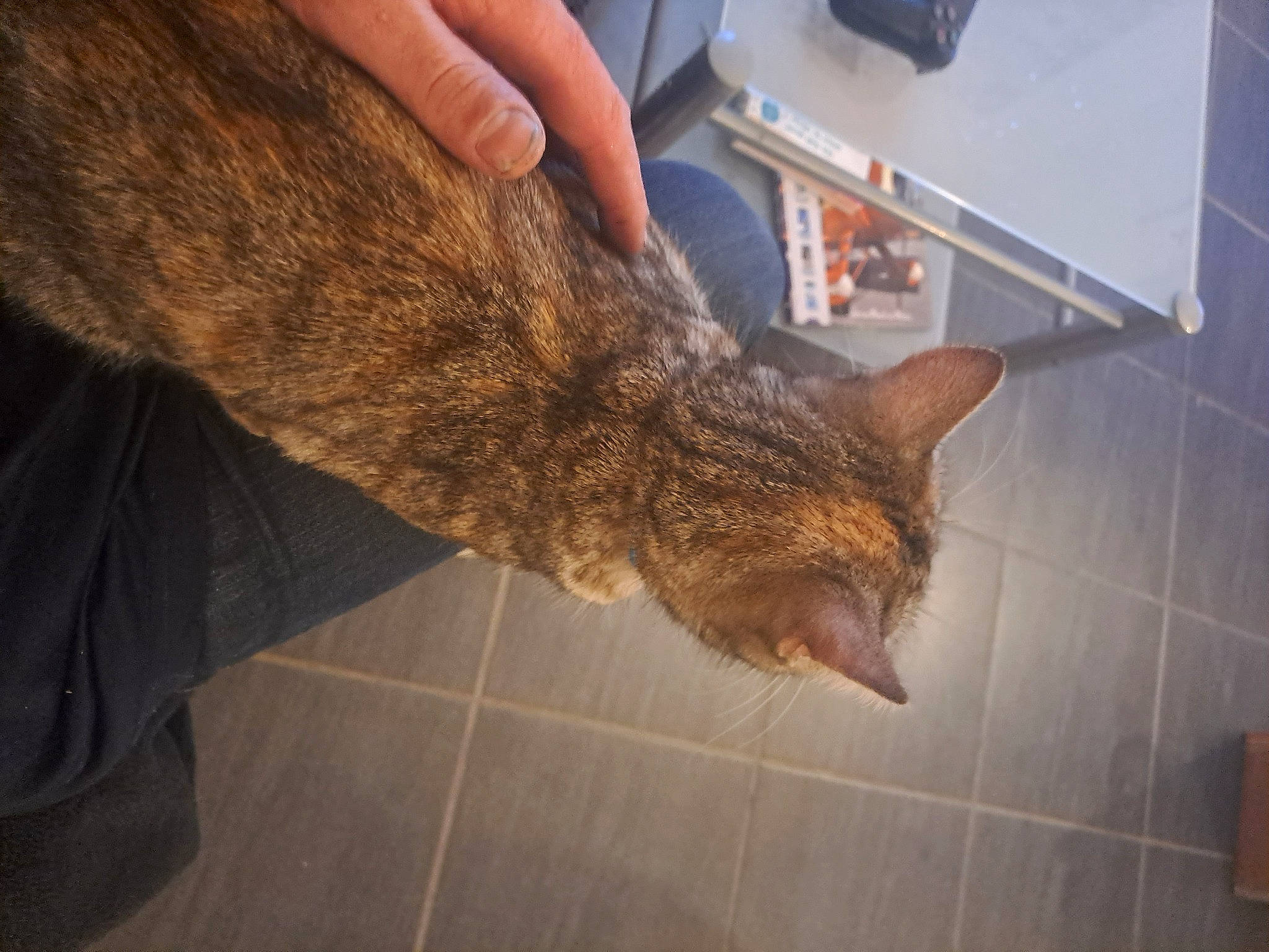 Nalla participe au concours pour gagner de l'argent avec cette photo : carnivore, cat, claw, domestic_short_haired_cat, fawn, felidae, flooring, fur, human_leg, nail, small_to_medium_sized_cats, snout, soil, tail, terrestrial_animal, tree, whiskers, wood