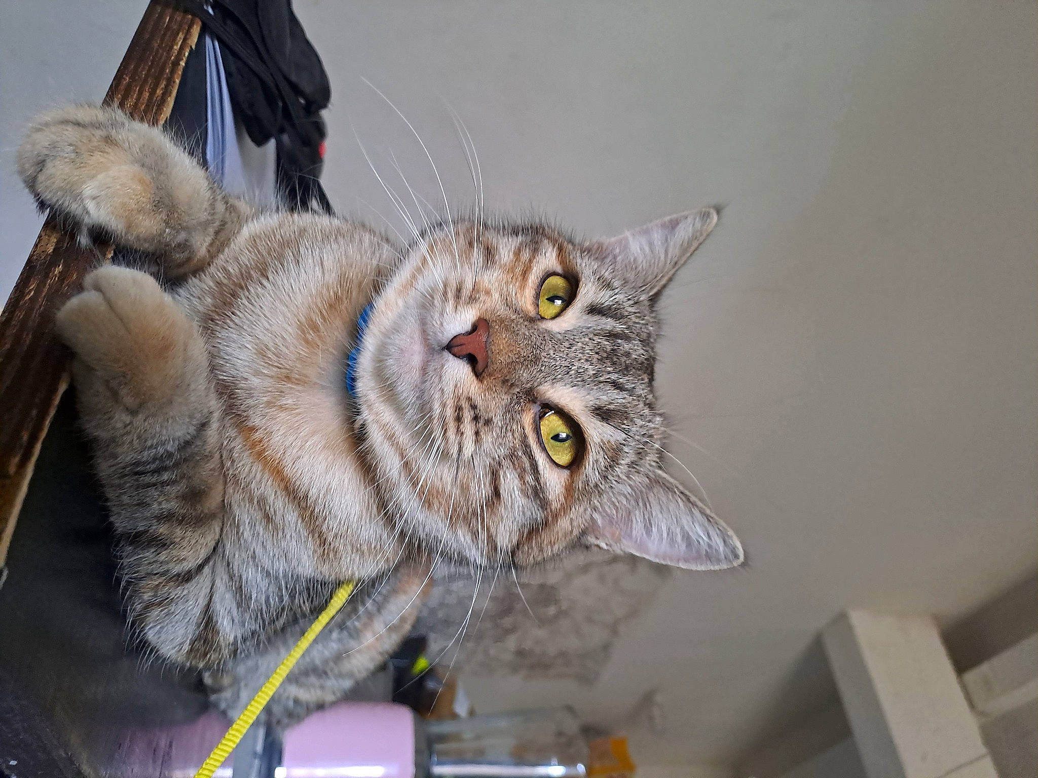 Nalla