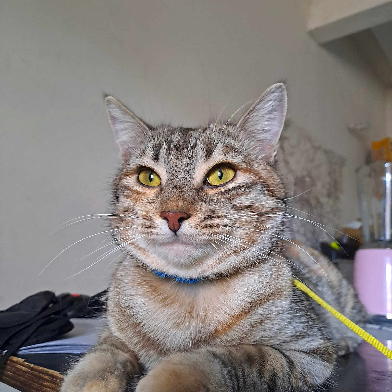 Nalla
