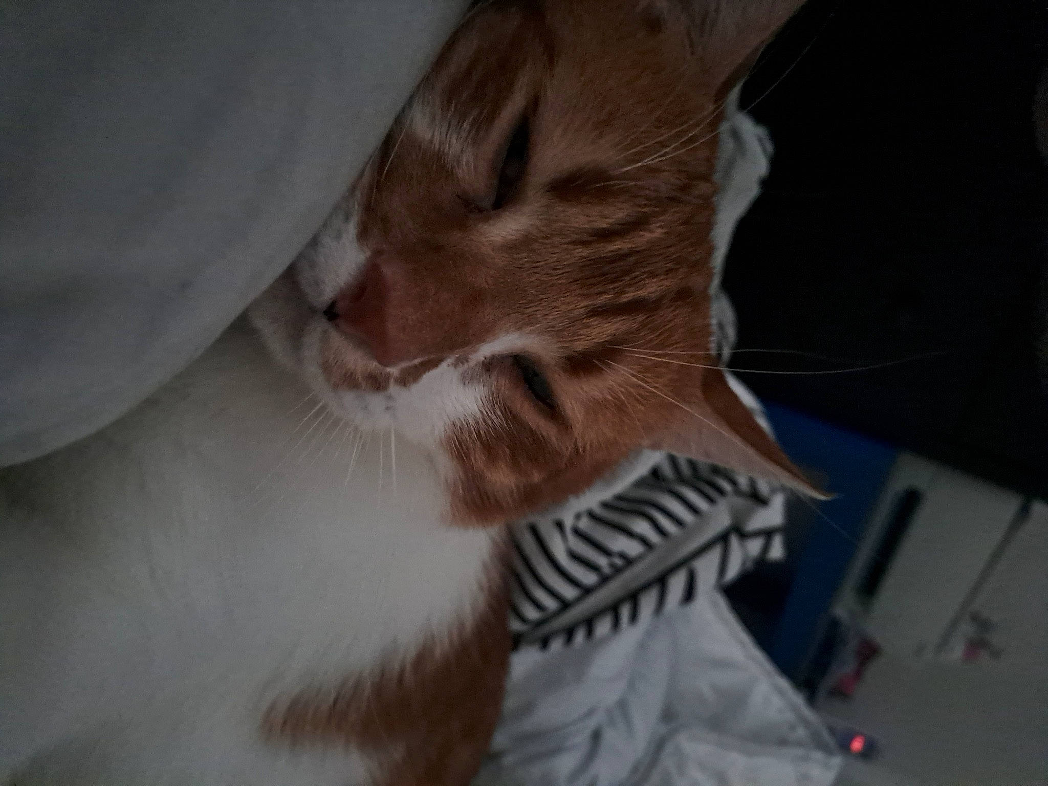 Tigrou
