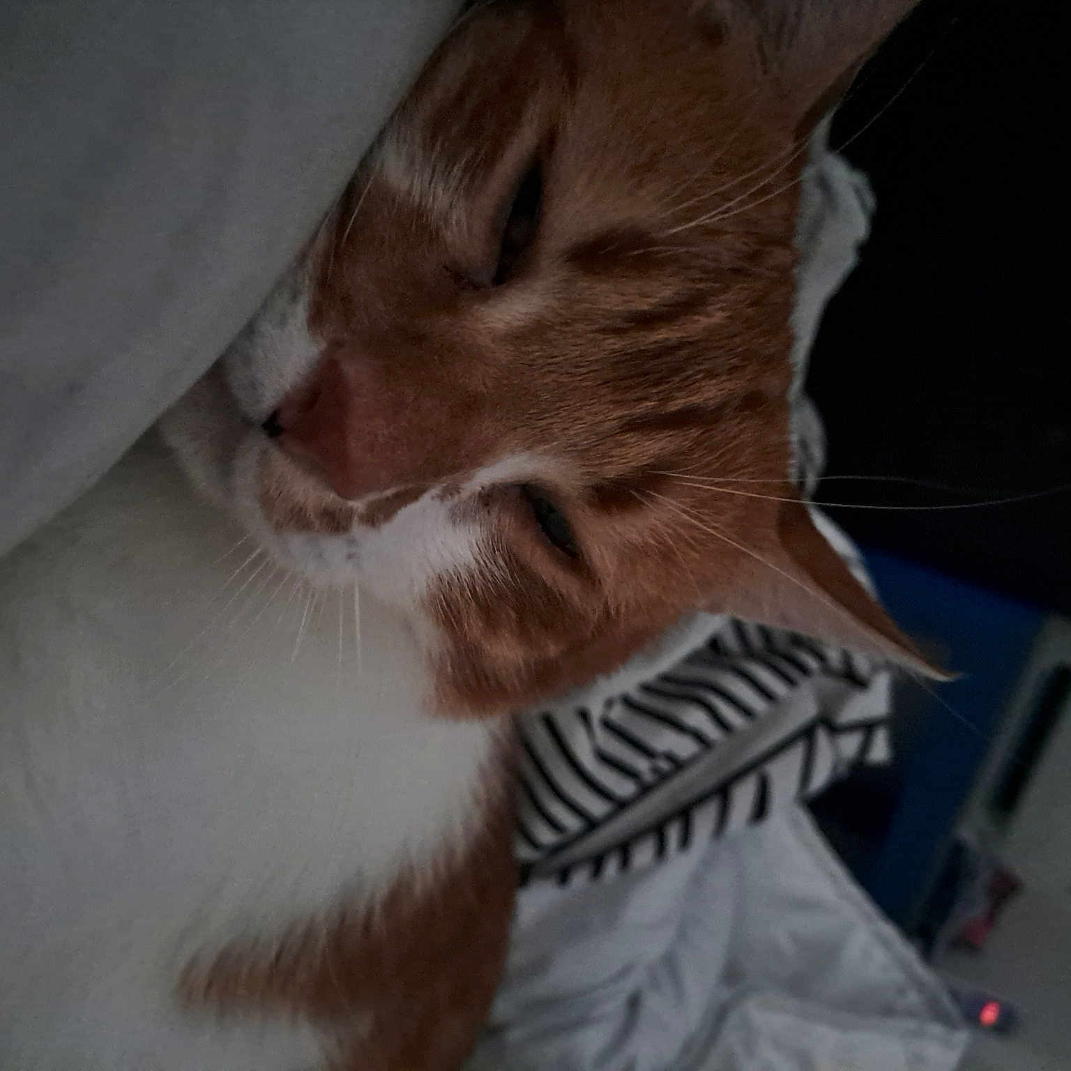 Tigrou