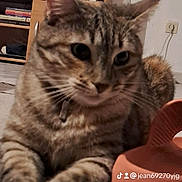 Nala a rejoint le concours — aidez-le/la à gagner de superbes lots ! animal, carpet, cat, closeup, collar, curious, cute, domestic_cat, ears, floor, furniture, indoor, living_room, paws, pet, relaxed, tabby, television, whiskers, wooden_cabinet