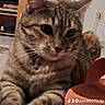 animal, carpet, cat, closeup, collar, curious, cute, domestic_cat, ears, floor, furniture, indoor, living_room, paws, pet, relaxed, tabby, television, whiskers, wooden_cabinet