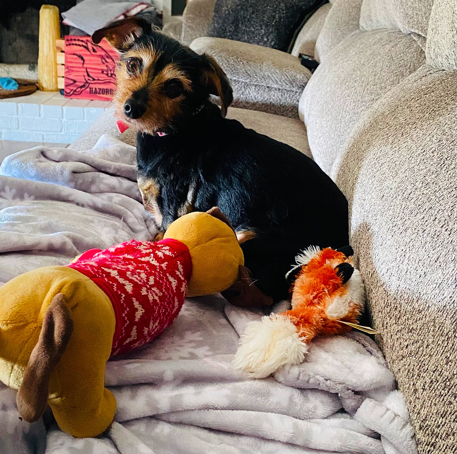 Gracie is registered to the contest to win money with this photo: comfort, companion_dog, couch, dog, dog_supply, felidae, fur, hat, linens, living_room, orange, plush, room, small_to_medium_sized_cats, stuffed_toy, tail, textile, toy, toy_dog, wool