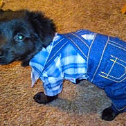 Henry is registered to the contest to win money with this photo: animal, black_dog, blue_shirt, carpet, clothing, costume, cute, dog, domestic_animal, ears, eyes, fur, indoor, overalls, pet, puppy, small_dog, standing, tail, young_dog