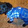 animal, black_dog, blue_shirt, carpet, clothing, costume, cute, dog, domestic_animal, ears, eyes, fur, indoor, overalls, pet, puppy, small_dog, standing, tail, young_dog
