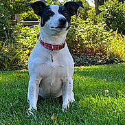 Casey is registered to the contest to win money with this photo: dog, pet, grass, outdoor, garden, collar, black_and_white, canine, nature, sunlight, leaf, tree, shrub, animal, sitting, fur, mammal, daytime, cute, portrait