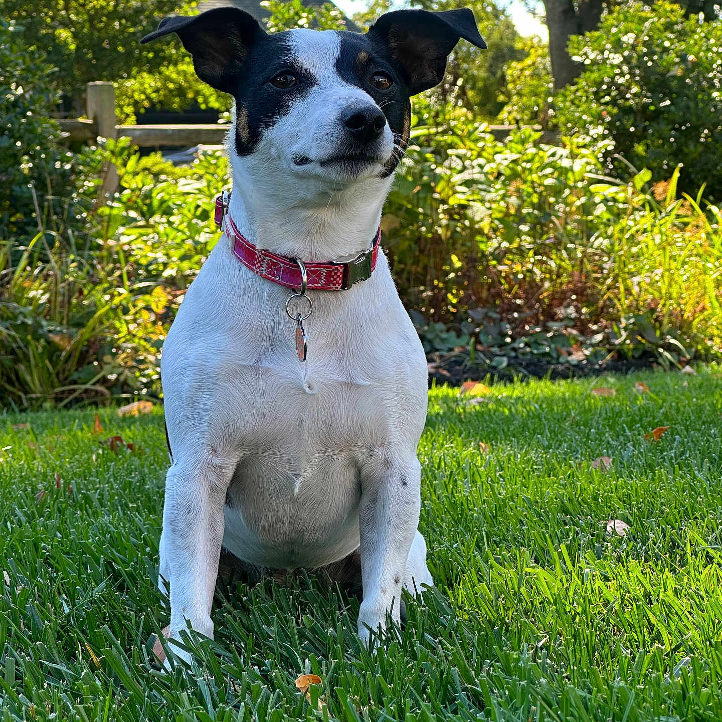 Casey is registered to the contest to win money with this photo: dog, pet, grass, outdoor, garden, collar, black_and_white, canine, nature, sunlight, leaf, tree, shrub, animal, sitting, fur, mammal, daytime, cute, portrait