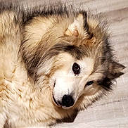 Everest is registered to the contest to win money with this photo: animal, brown, canine, closeup, companion, cute, dog, domestic_animal, face, fluffy, friendly, fur, indoors, lying_down, mammal, pet, portrait, resting, soft, white