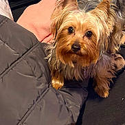 Nichols is registered to the contest to win money with this photo: adorable, animal, black, blanket, brown, companion, cozy, curious, cute, dog, ears, face, fur, fur_texture, indoor, jacket, looking_up, pet, small_dog, yorkshire_terrier