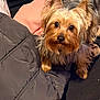 adorable, animal, black, blanket, brown, companion, cozy, curious, cute, dog, ears, face, fur, fur_texture, indoor, jacket, looking_up, pet, small_dog, yorkshire_terrier