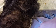 Maggot joined the competition — help win amazing prizes! animal, black_cat, blanket, cat, closeup, cozy, curious, cute, domestic_cat, fabric, fur, furry, indoor, kitten, lying_down, paw, pet, relaxed, whiskers, young