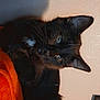 Maggot is registered to the contest to win money with this photo: animal, black_cat, cat, cozy, curious, cute, domestic_animal, ears, eyes, feline, furniture, home, indoor, orange_blanket, pet, portrait, resting, shadow, wall, whiskers