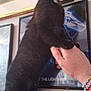 Maggot is registered to the contest to win money with this photo: animal, black_cat, bracelets, cat, close_up, curious, decor, feline, fur, holding, home, human_hand, indoor, looking, paw, person, pet, poster, standing, wall_art