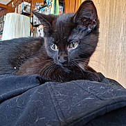 Maggot is registered to the contest to win money with this photo: animal, background_blur, black_cat, bookshelf, closeup, curious, cute, domestic_cat, dvd_case, fur, furniture, household, indoor, kitten, laying, pet, resting, whiskers, wood_paneling, young_animal