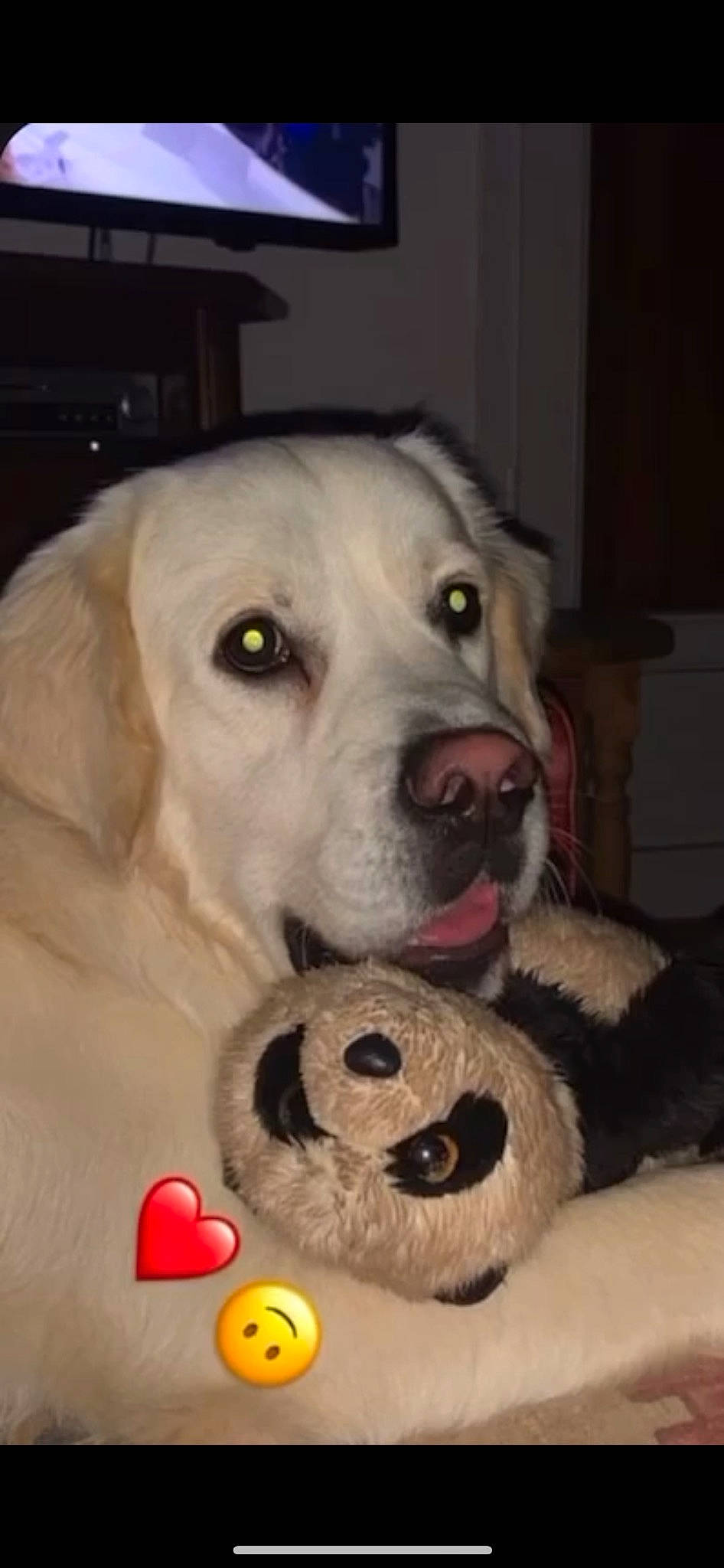 River a rejoint le concours — aidez-le/la à gagner de superbes lots ! ball, canidae, carnivore, companion_dog, dog, dog_breed, dog_supply, dog_toy, fawn, fur, livestock_guardian_dog, mammal, pet_supply, snout, sporting_group, stuffed_toy, teddy_bear, toy, whiskers, working_animal