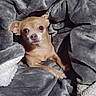 dog, chihuahua, small_dog, pet, blanket, gray_blanket, cozy, indoor, fur, animal, cute, looking_up, resting, paw, ears, face, snout, companion, domestic_animal, relaxing