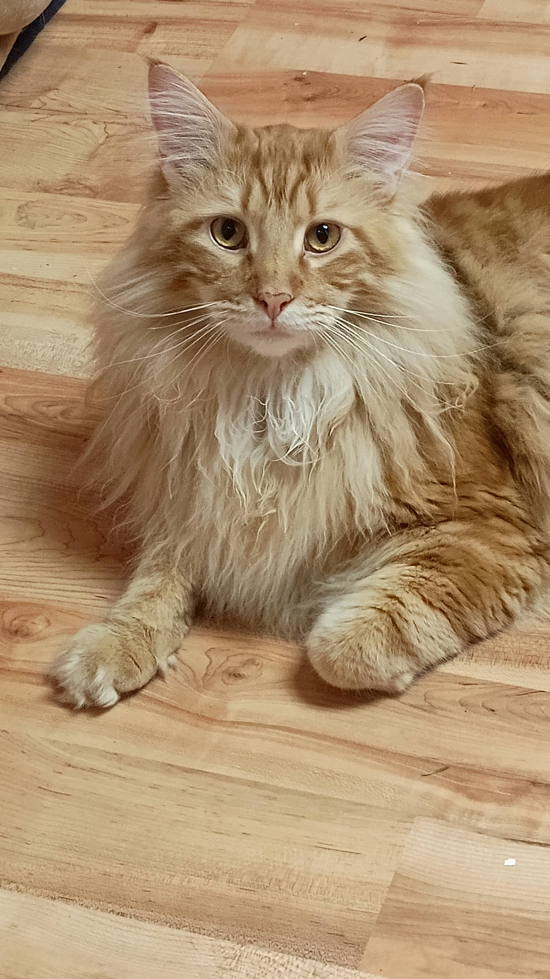 Kane joined the competition — help win amazing prizes! abyssinian, angora, animal, cat, hardwood, indoors, interiordesign, kitten, manx, pet, plywood, stainedwood, wood