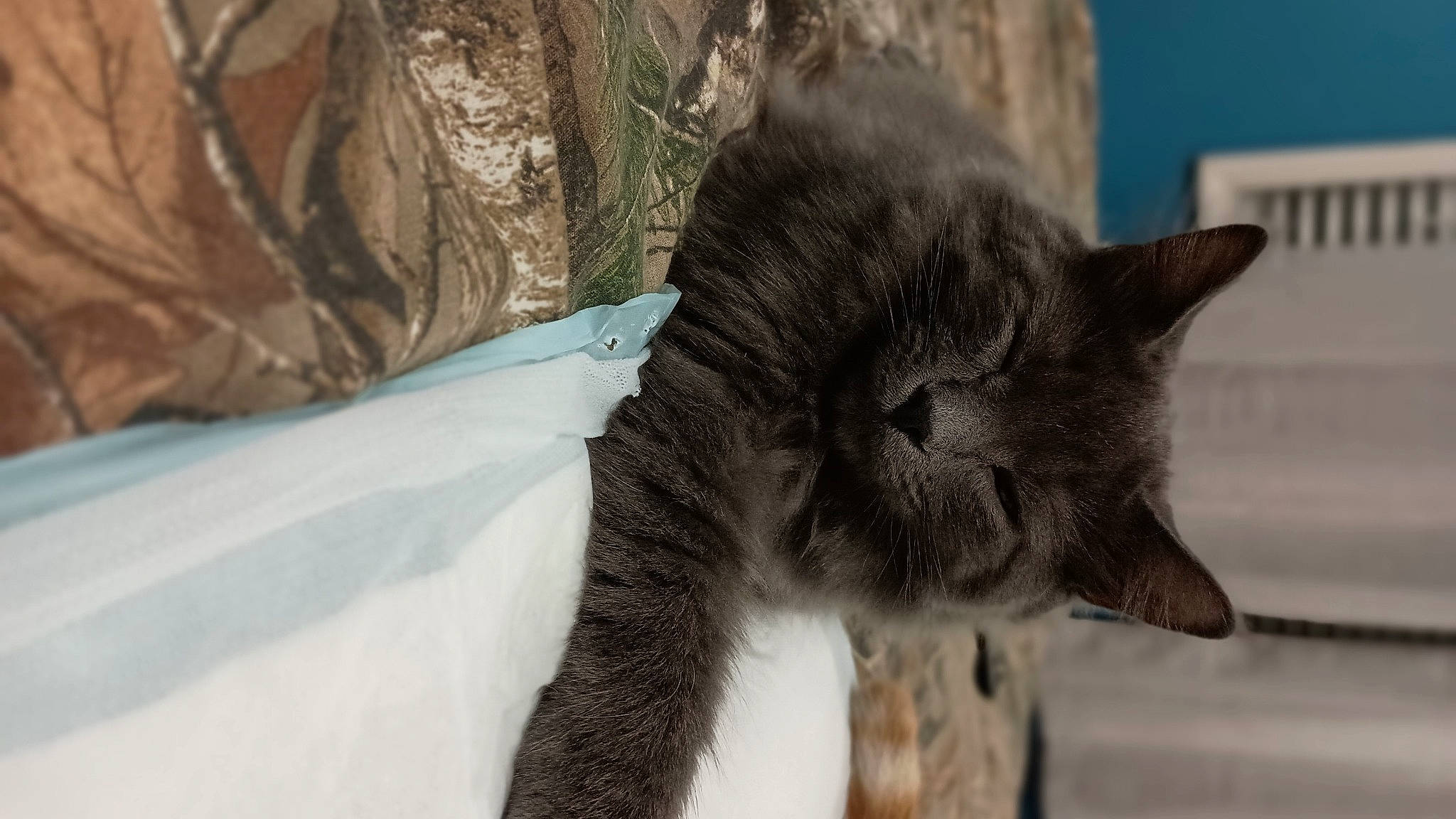 Pudding is registered to the contest to win money with this photo: building, carnivore, cat, claw, domestic_short_haired_cat, felidae, fur, grey, monochrome, monochrome_photography, paw, plant, small_to_medium_sized_cats, snout, tail, tree, whiskers, window