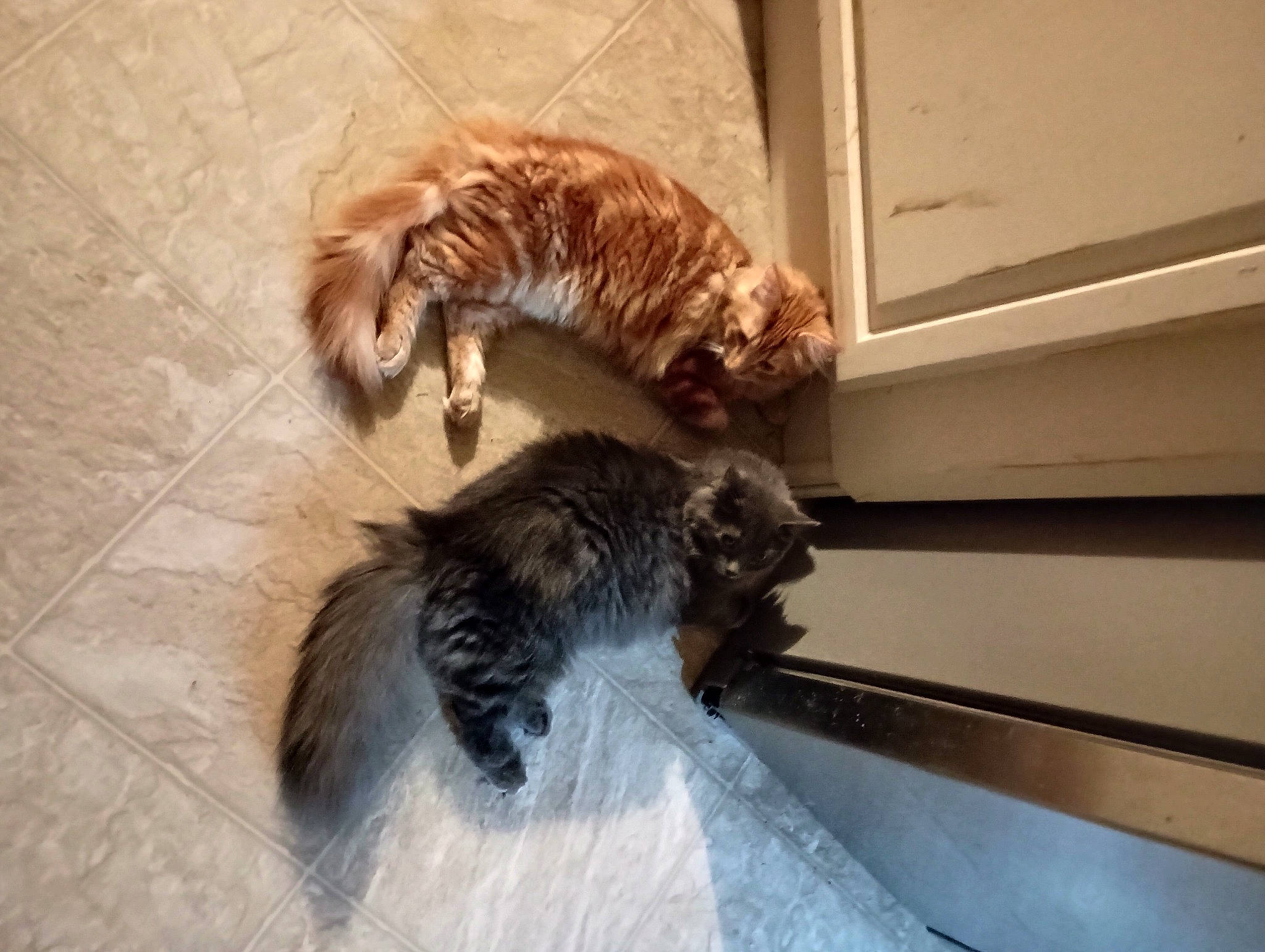 Pudding joined the competition — help win amazing prizes! carnivore, cat, claw, comfort, domestic_short_haired_cat, fawn, felidae, flooring, fur, hardwood, paw, small_to_medium_sized_cats, sporting_group, tail, terrestrial_animal, whiskers, wood