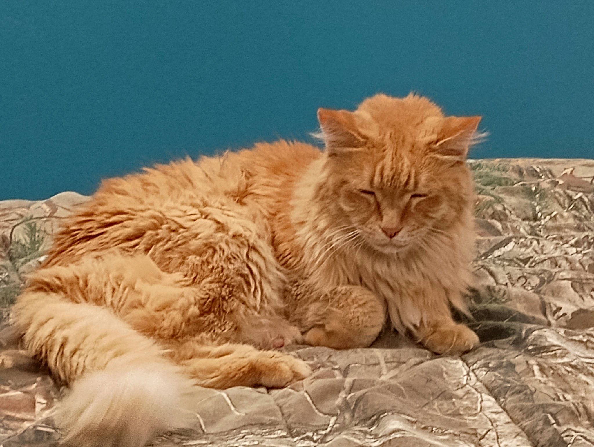 Gizmo is registered to the contest to win money with this photo: carnivore, cat, claw, comfort, domestic_short_haired_cat, eye, fawn, felidae, fur, paw, peach, plant, sand, small_to_medium_sized_cats, snout, tail, terrestrial_animal, whiskers, wildlife, wood