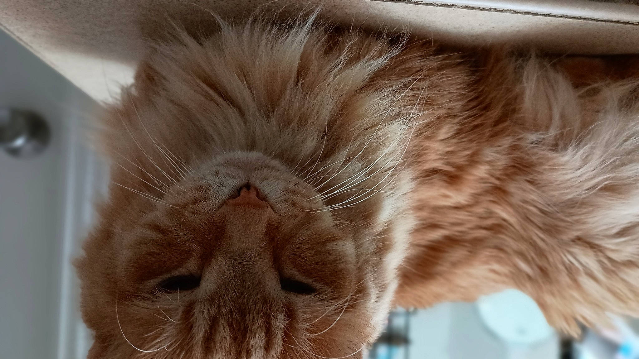 Gizmo joined the competition — help win amazing prizes! carnivore, cat, comfort, domestic_short_haired_cat, ear, eye, face, fawn, felidae, fur, hair, head, iris, liver, plant, small_to_medium_sized_cats, snout, tail, whiskers, wrinkle